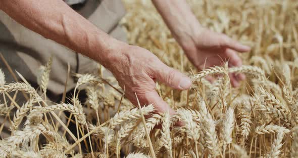 Close Elderly Farmer's Hands Touches Ripe Wheat Spikes in Field alt