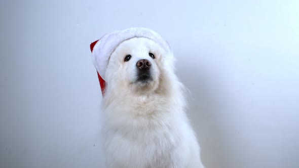 A beautiful white dog sits in a Santa Claus hat for Christmas.