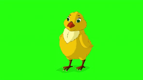 Little orange chicken tweets (chroma key)  alt