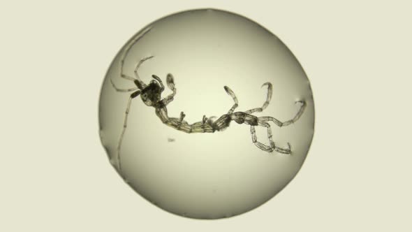 Zooplankton of the Black Sea Under a Microscope. Skeleton Shrimp or Sea Goats, Caprellidae alt