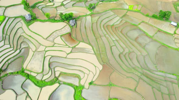 Drone flying over rice terraces field in countryside alt