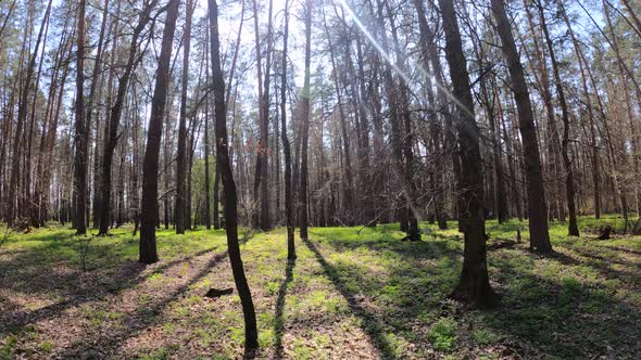 Walking Through the Forest with Pine Trees During the Day POV Slow Motion alt