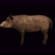4K Wild Boar Idle - VideoHive Item for Sale