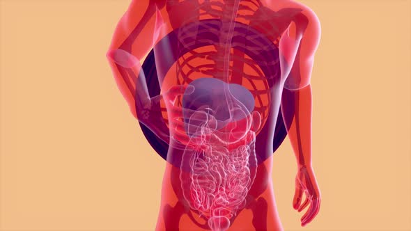 4K anatomy concept of the liver	 alt