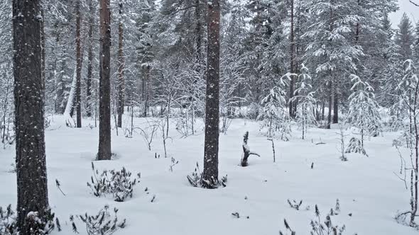 Panoramic view of a frozen forest with snow covered trees at winter