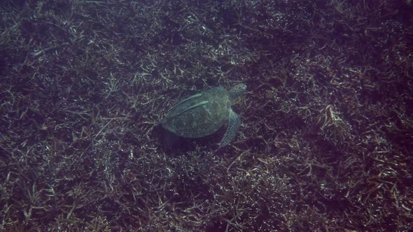 Green Sea Turtle Lying on the Coral Bottom alt