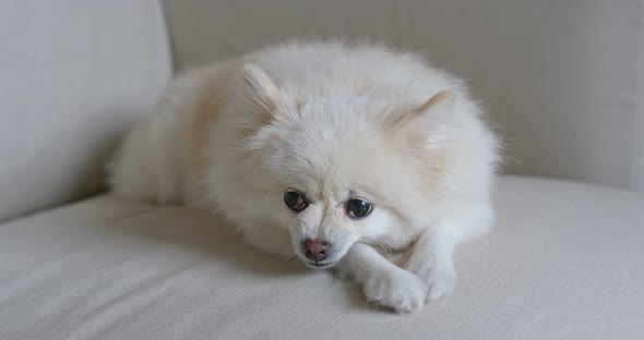 White pomeranian sleep on sofa alt