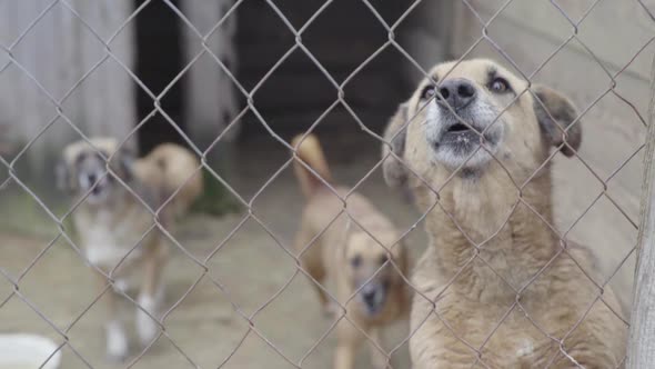 Homeless Dogs in a Dog Shelter. Slow Motion alt