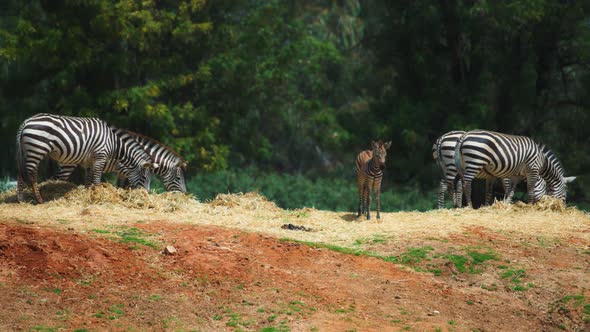 Grazing herd of zebras
