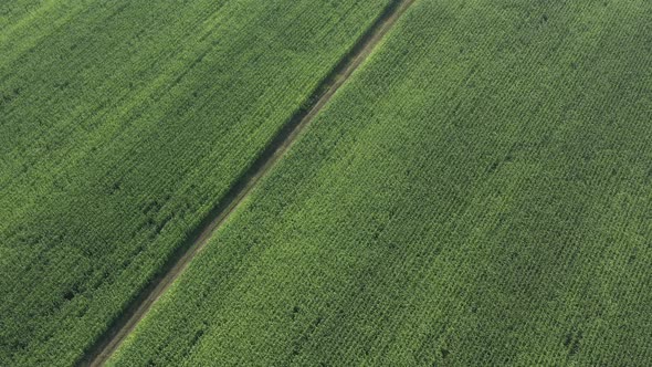 Top view of corn Zea mays crop 4K drone footage