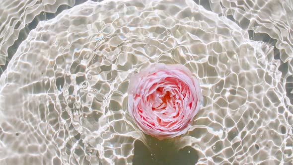 Slow Motion of Falling Pink Rose on Water Surface and Diverging Circles of Water on Pastel alt