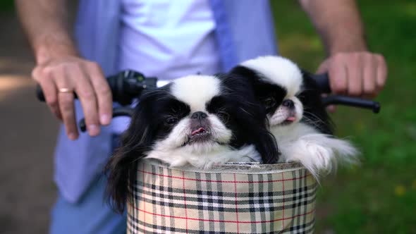 Dogs Sitting in a Basket on a Bicycle alt