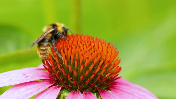 A bee is sitting on an echinacea flower. Pollination of a flower close-up.