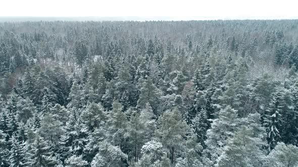 Winter Forest Aerial 2
