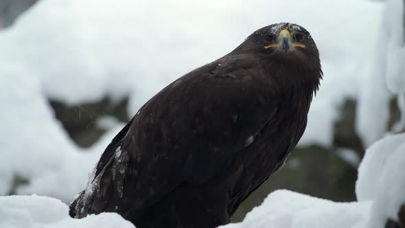 Spanish Imperial Eagle at Winter During Heavy Snowfall at National Park alt
