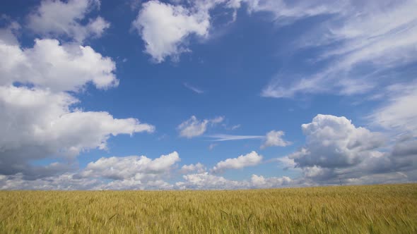 Wheat Field in the Countryside. alt