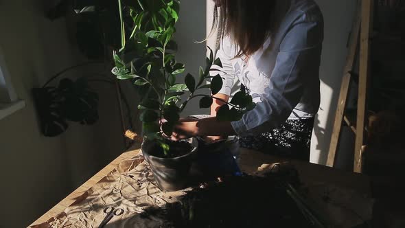 Hands of Woman Planting Zanzibar Gem in Pot at Home alt