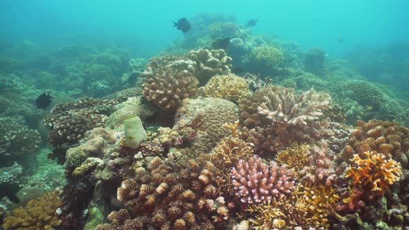 Coral Reef and Tropical Fish. Philippines, Mindoro. alt