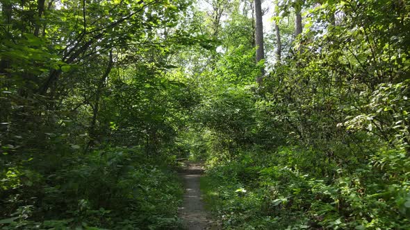Forest with Trees on a Summer Day Slow Motion alt