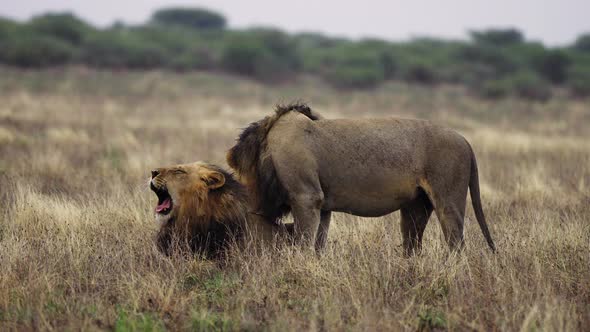 One Male Lion Licking Another Lion In Central Kalahari Game Reserve, Botswana - wide, slow motion alt