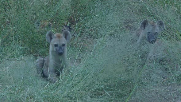 Two Hyena Cubs Leaping Forward alt