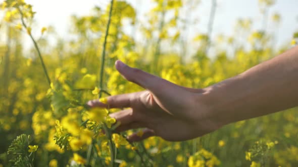 Man`s Palm Moving and Touching the Beautiful Flowers of Rapeseed