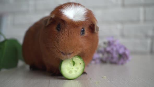 The Red Domestic Guinea Pig (Cavia Porcellus), Also Known As Cavy or Domestic Cavy alt