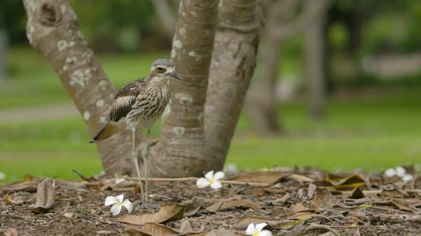 Bush stone-curlew squats from standing position - Brisbane city botanic gardens alt