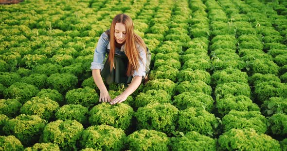 Woman Working on Salad Plant