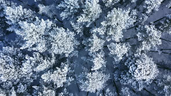 Aerial fly over frozen snowy covered coniferous forest trees.