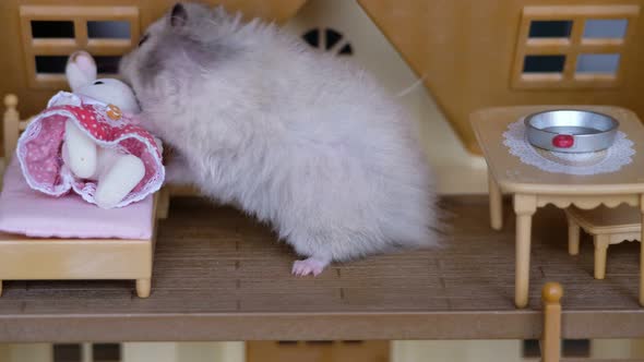 Funny cute hamster in a doll's toy house