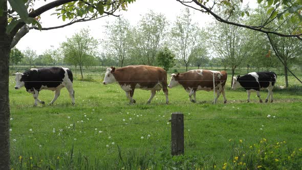 Holstein cows with horns on a biodynamic farm in Halle, the Netherlands alt