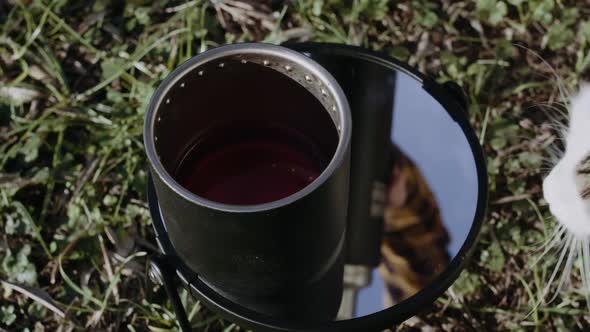 Young woman pours hot tea from thermos in mug and cat sniff it in park on Sunny day. alt