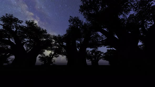 Baobab Trees With Milky Way