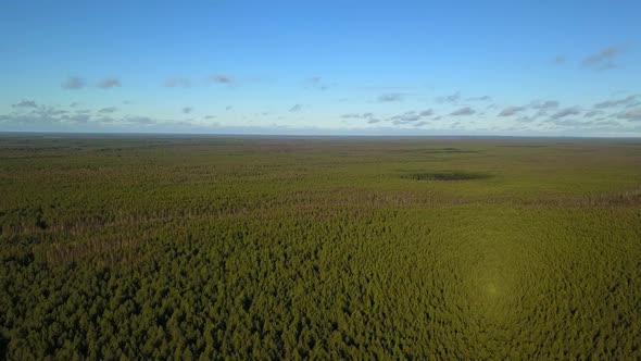 Siberian Forests are the Green Lungs of the Planet