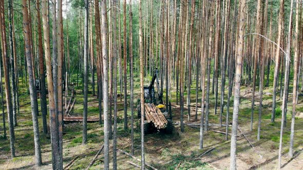 One Tractor Moves Tree Trunks in a Trailer. Environmental Problem Deforestation, Logging. alt