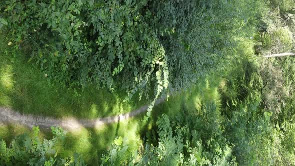 Vertical Video of a Beautiful Forest in Summer alt