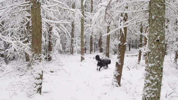 Active Dogs pets Hovawart and papilion Running Winter Forest In Snowy Day at winter season