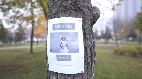 Inattentive Adult Caucasian Lost His Husky Dog in Park and Trying Call Pet, Paying Attention To Poop alt