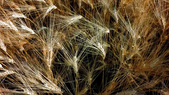 Ripe wheat ears close-up