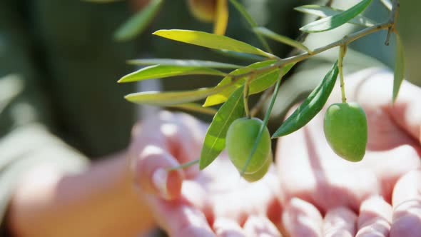 Farmer examining olives in farm on a sunny day alt