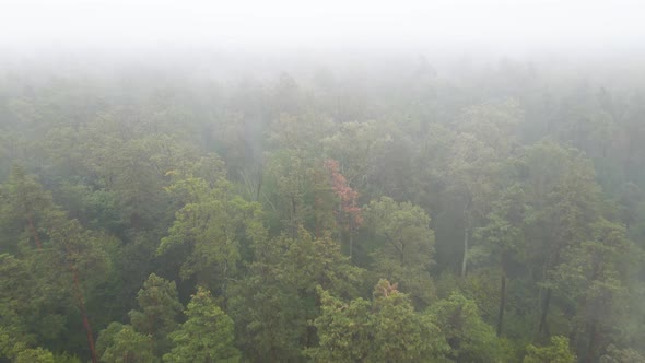 Forest in Fog in Rainy Autumn Weather alt