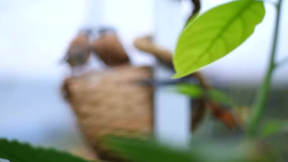 A Family of Birds are Sitting on the Nest Chatting alt