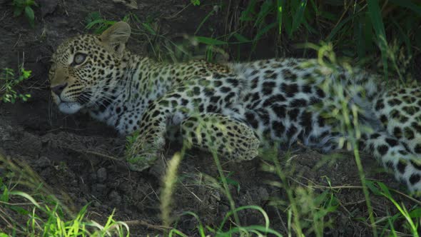 Leopard lying on the ground alt