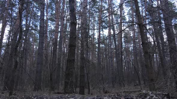 Trees in a Pine Forest During the Day Aerial View alt