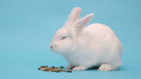 The White Rabbit Eats Food with Pleasure