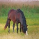 Brown Dark Horse grazing in the field. - VideoHive Item for Sale