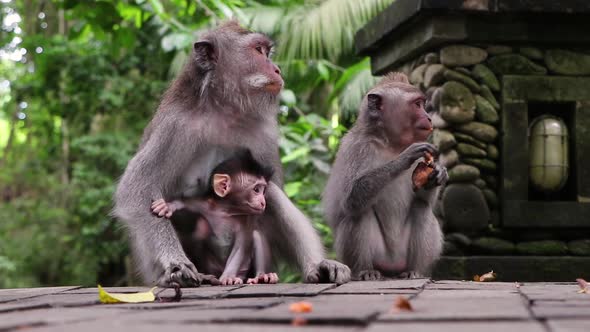 Long-tailed Balinese Macaque adult and baby monkeys relaxing in park while eating fruit showing a cu alt
