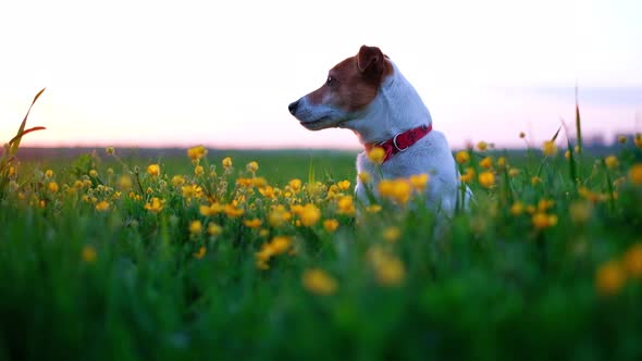 Jack Russel Terrier on Flowers Meadow