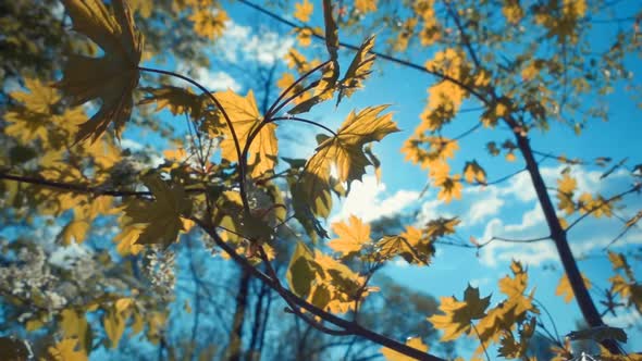 The Sun Is Shining Through The Foliage Of Maple And White Flowers